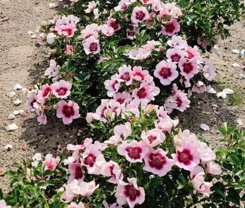 Фото с сайта