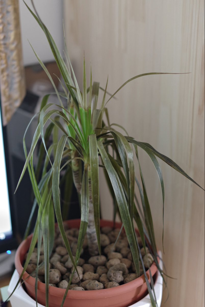 Драцена Маргината после транспортировки зимой