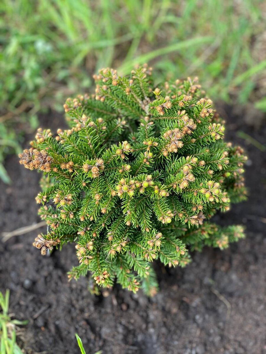 Picea abies Barryi