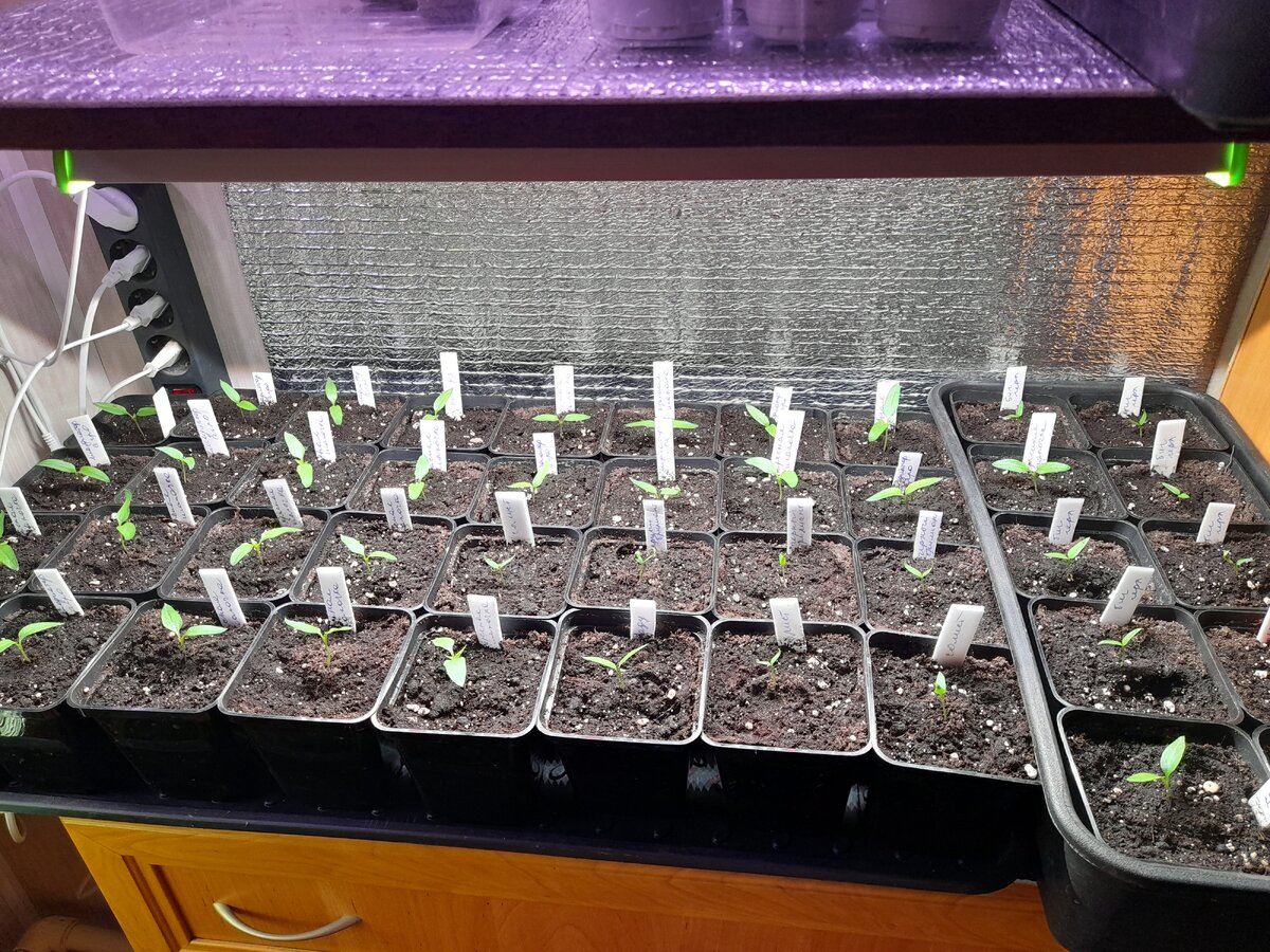 Паприка и болгарский перец. Перец черный горошек каждый день. Перец каждый день. Красный жгучий перец в упаковке. Каждый день перец.