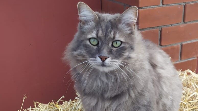 Кот Тиша. Фото автора.