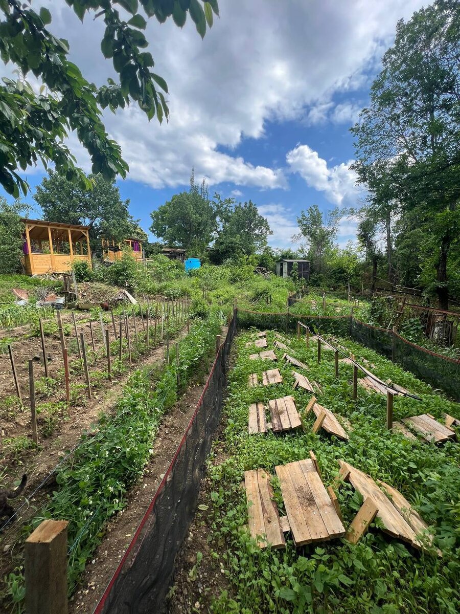 Крымские улитки, как курортницы, нежатся на солнышке и питаются свежими овощами с грядки.
