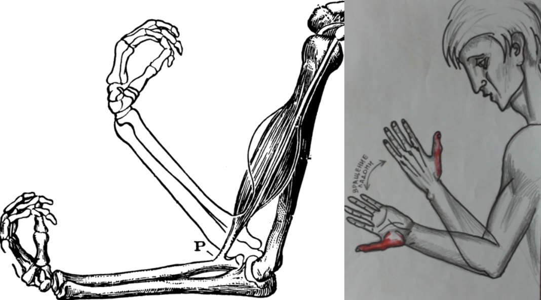 У руки свободно ротируется предплечье вокруг своей оси. Это обеспечивает уникальную подвижность руки. Вращение голени вокруг своей оси невозможно из-за иного строения коленного сустава, непохожего на локтевой. Это показывает что руки и ноги человека изначально созданы для разных функций. Руки - для манипулирования предметами, а ноги - для двуного передвижения.