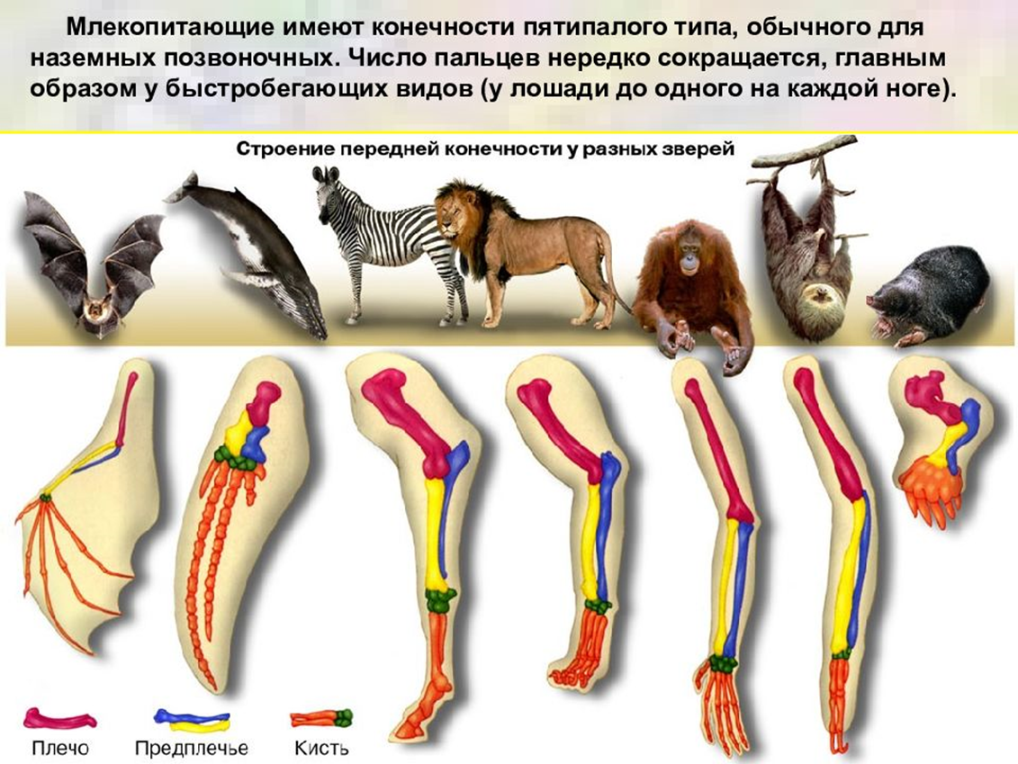Строение задних конечностей млекопитающих