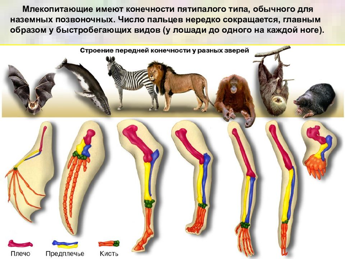 Сходство скелета млекопитающих и птиц. Конечности животных. Конечности млекопитающих. Строение конечностей животных. Строение конечностей млекопитающих.