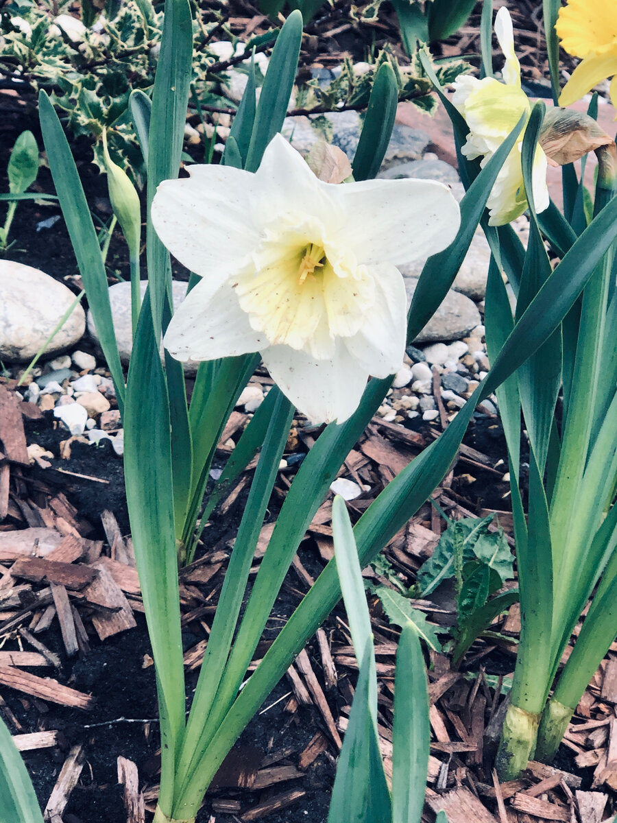 Хочу весну! Наши первые нарциссы в мае 2020 года. 