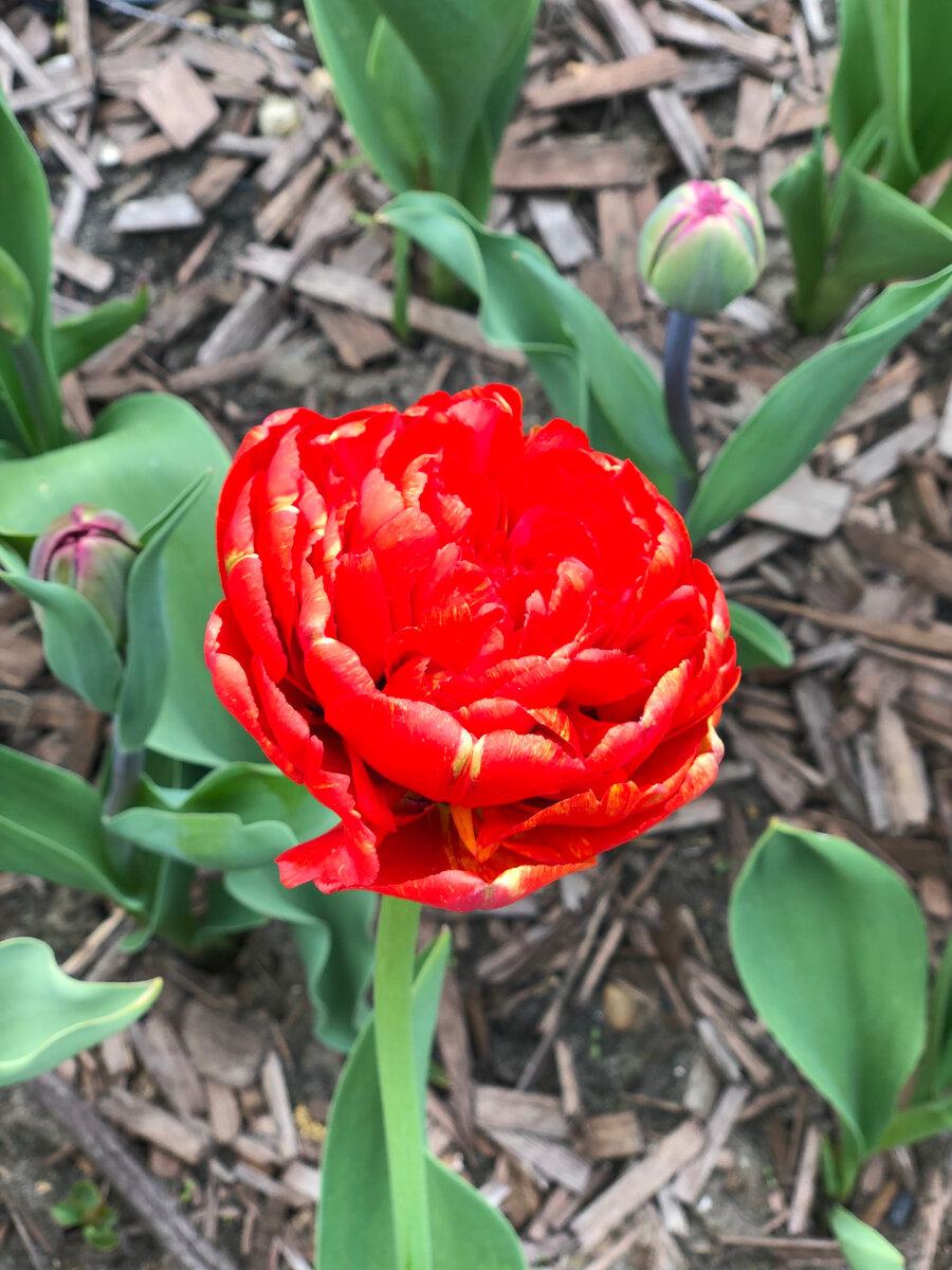 А это мои первые в жизни собственноручно выращенные тюльпаны.