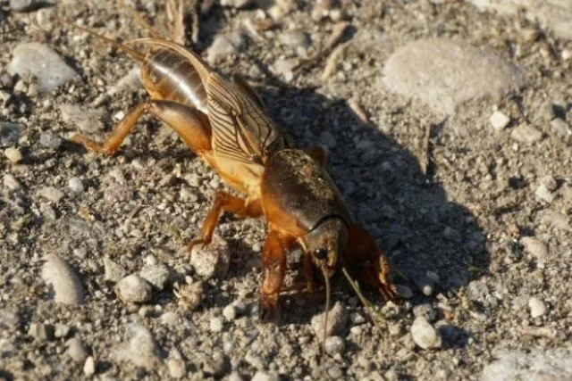 Фотография взята из источника yandex.ru