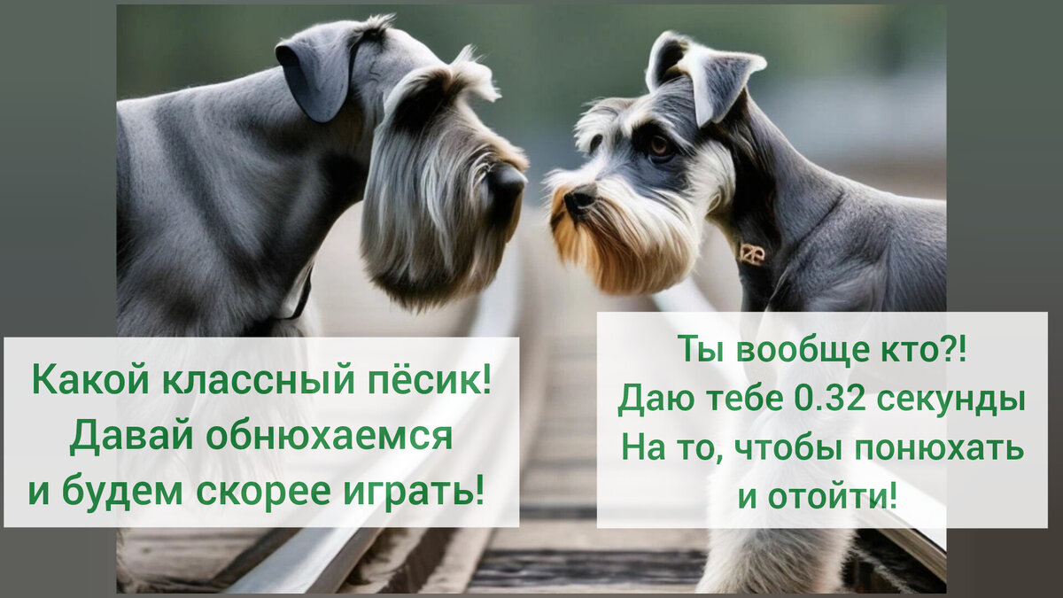 Цвергшнауцер и миттельшнауцер: принципиальные различия в характере | Мой  шерстяной друг | Дзен