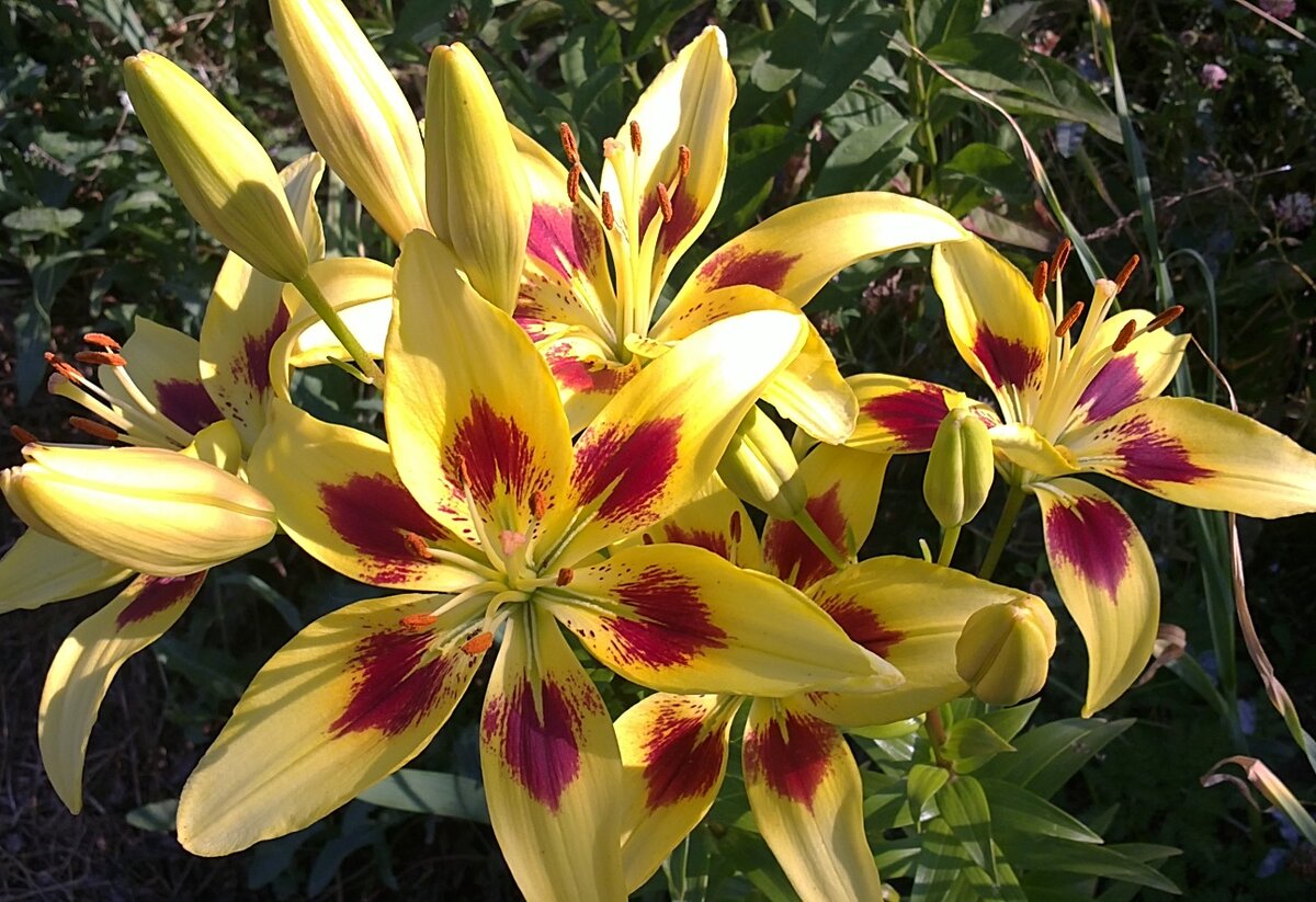 Лилия Панорама (азиатская, бульбоносная)