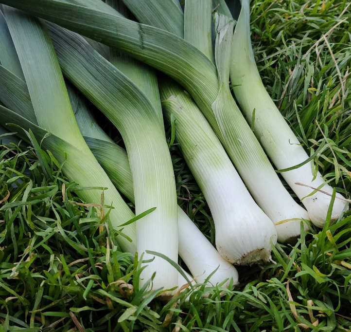 Лук-порей сорта Карантанский (интернет)