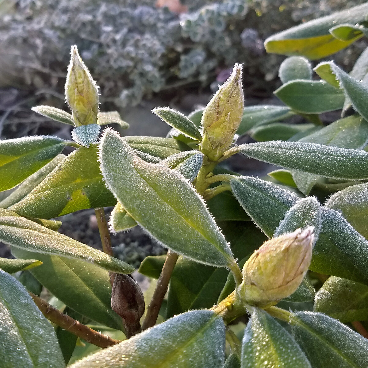 Рододендрон гибридный Bernstein (Бернштейн)