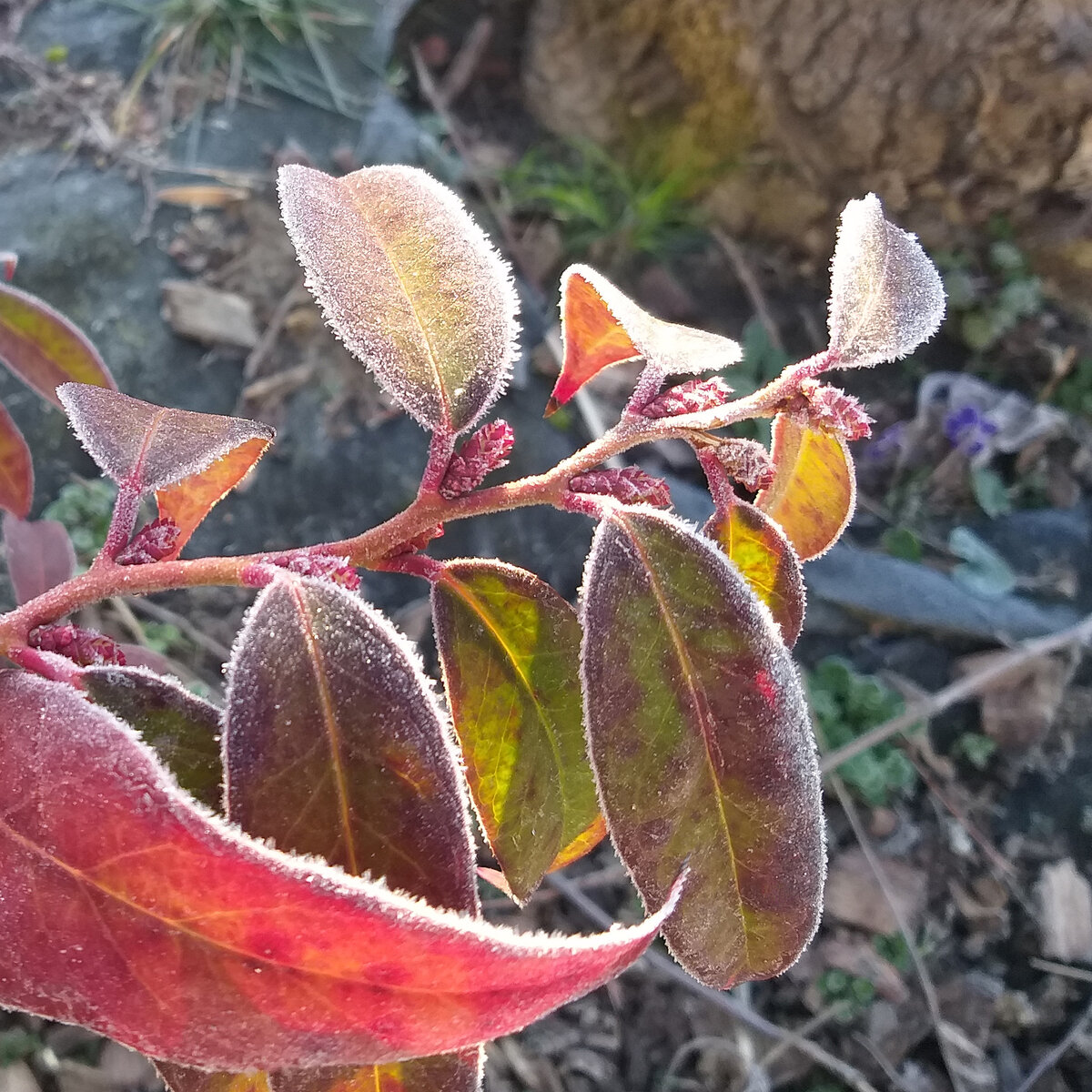 Леукотоэ Кейски Royal Ruby (Королевский рубин)