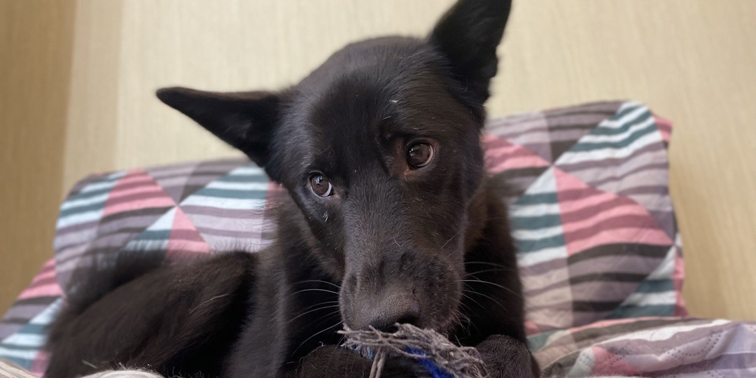 В этот дом гости чаще приезжают к кошкам, но именно этот пёсик с чемоданчиком просится с ними обратно