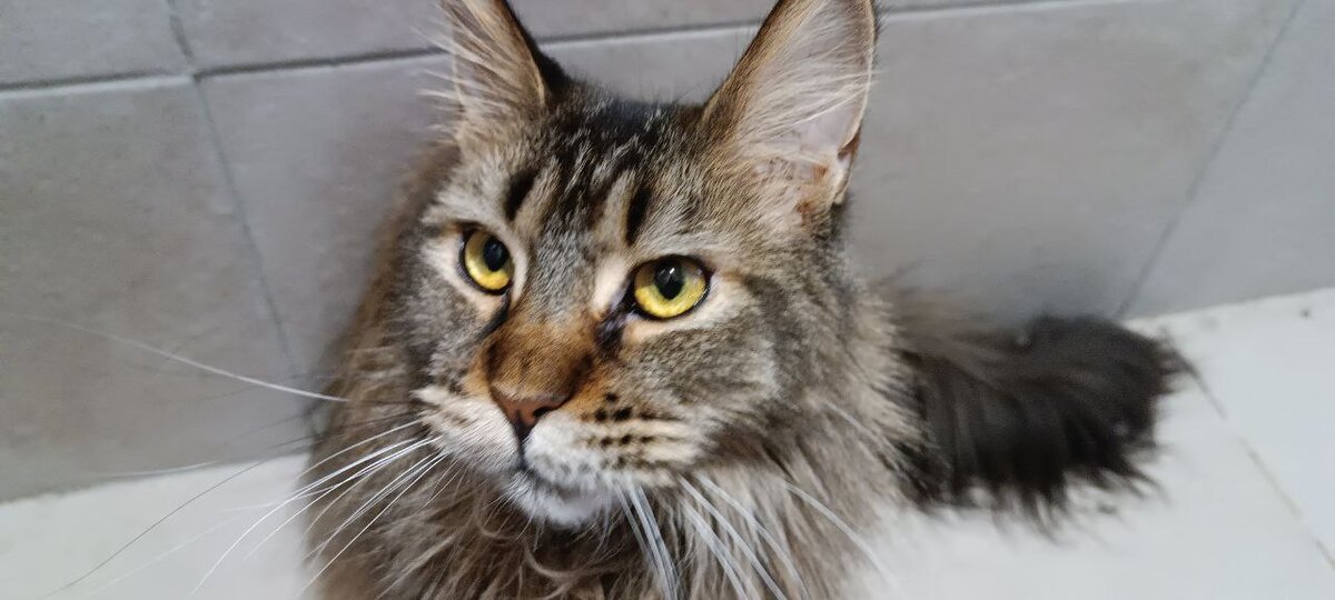 Двуногая говорит, я тут очень красивая!