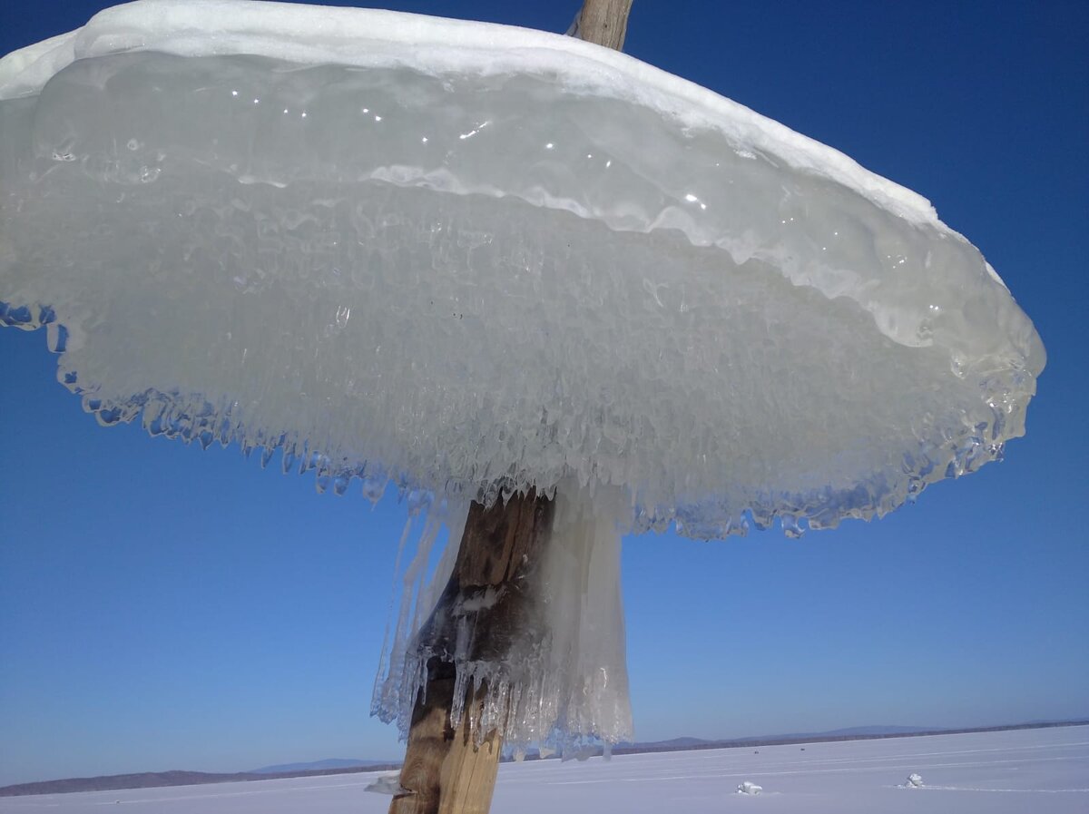 Эти грибы никто не собирает, но все активно рассматривают и фотографируют 