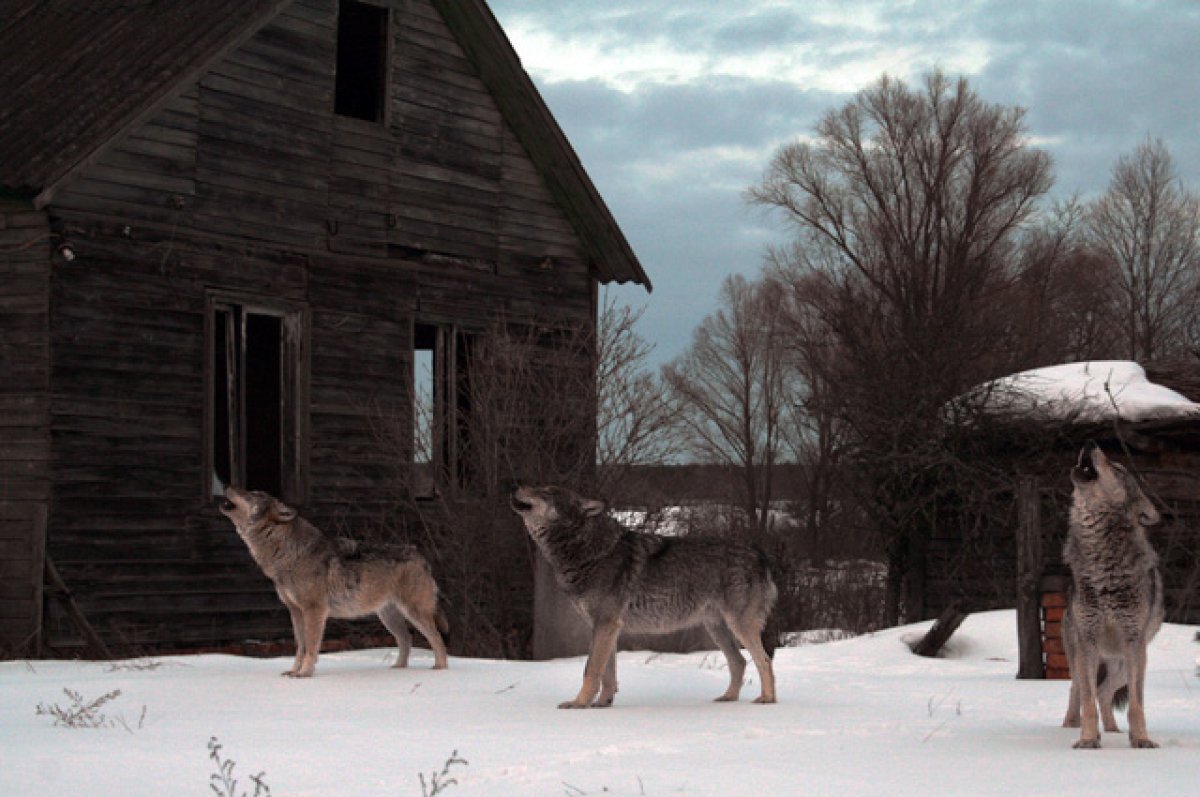    Волки Чернобыля.