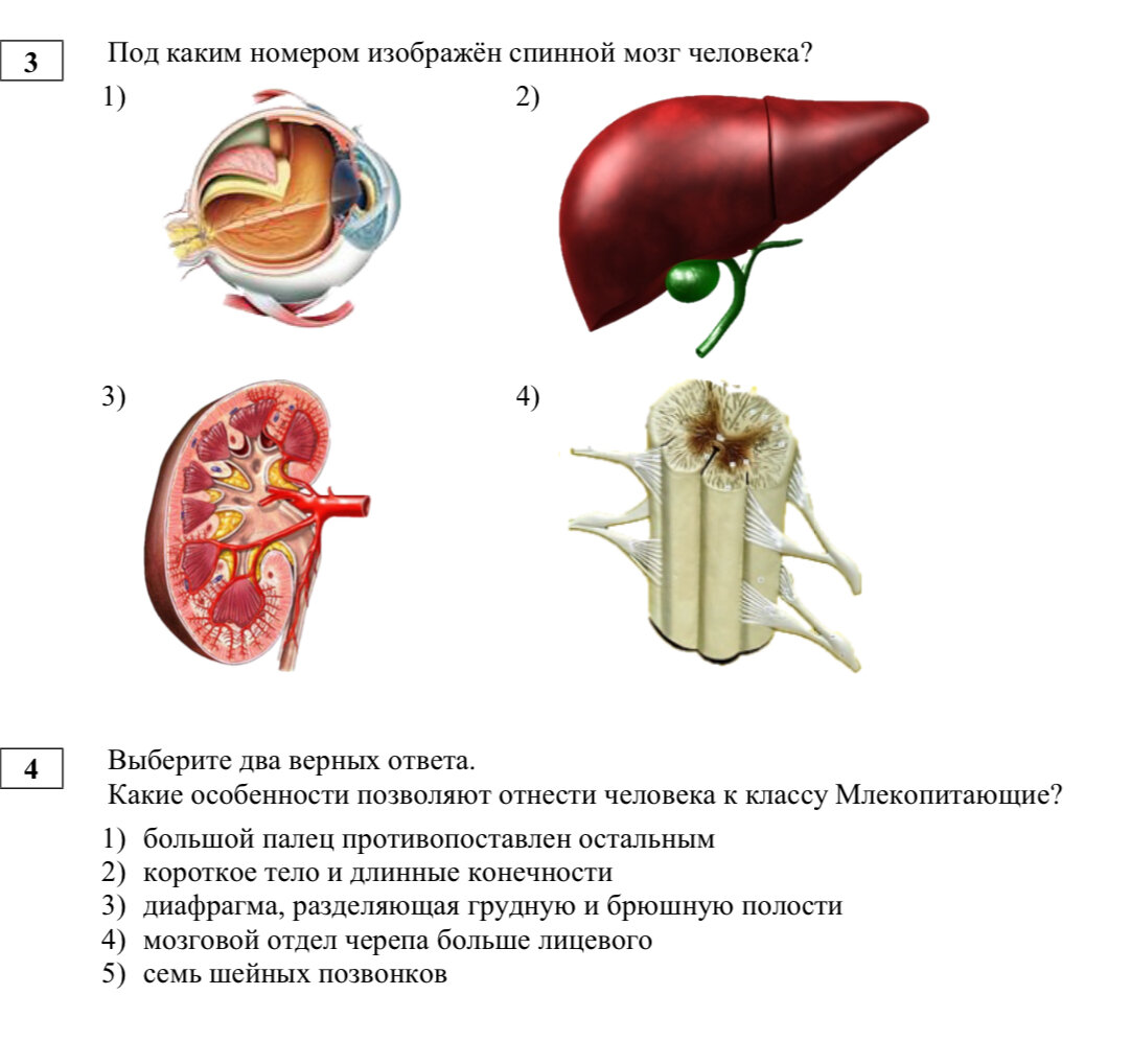 Решу впр биология 5 класс 2024 ответы. Впр по биологии 5 класс книжка. Задания впр 5 класс биология. Решу впр биология 5 класс 2024 ответы. Решу впр биология 5 класс 2024 ответы.