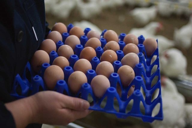    Почему при высоком производстве яйца остаются дорогими?