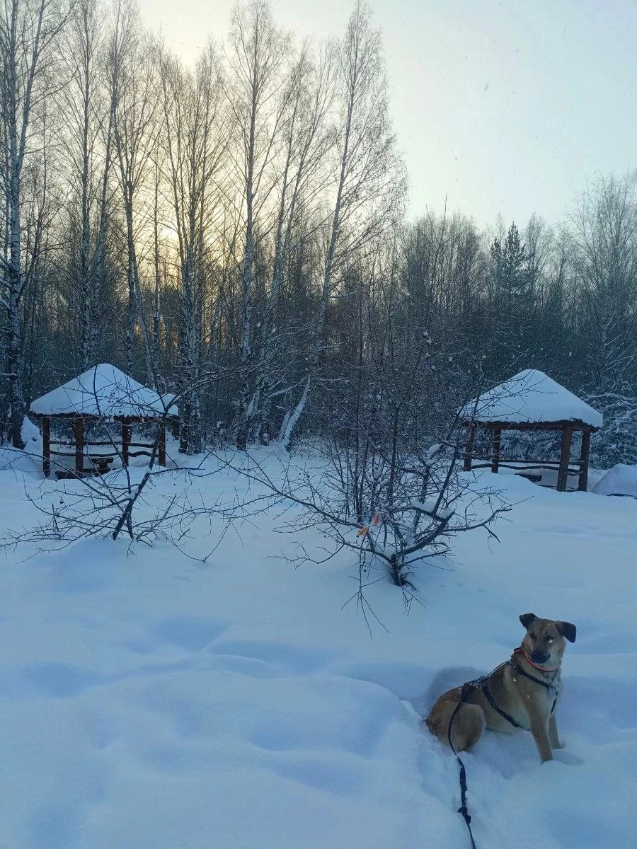 Субботник в приюте для собак. Бим приют для бездомных животных челябинск. Приют собак доброе. Питомник для бездомных собак. Доброе сердце приют для собак пермь.