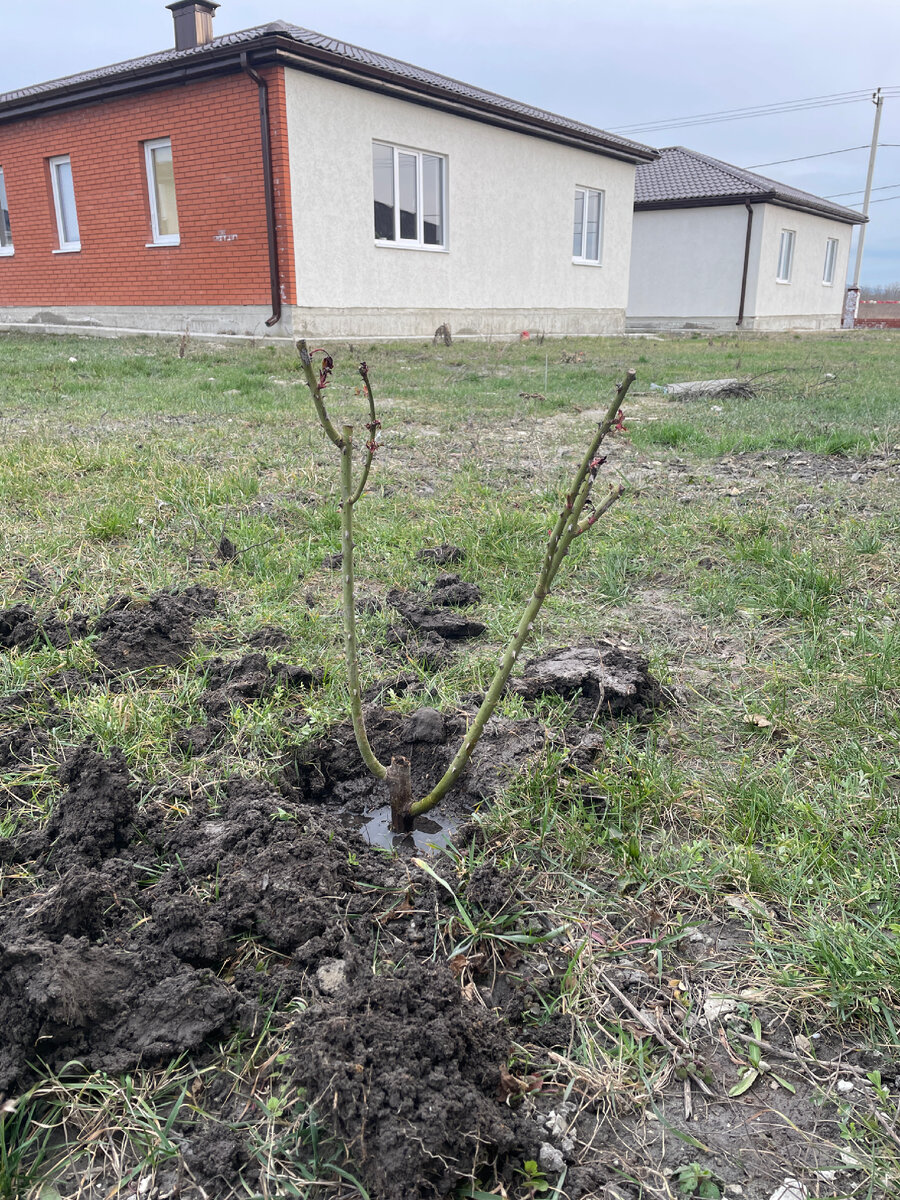 Фото автора, одна из посаженных роз