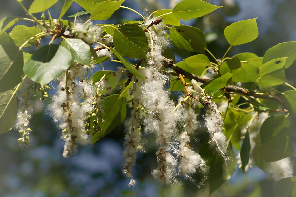 Тот самый ненавистный пух. Цветение тополя