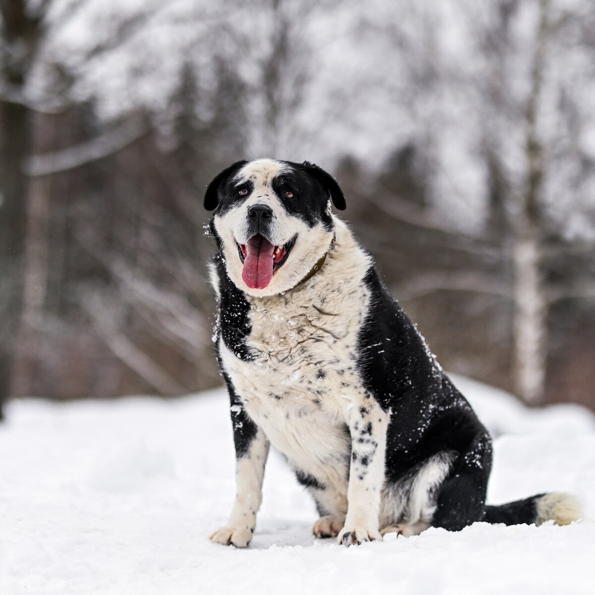 Поцелуй страсть. Ласки просит. Ласки просит. Котенок просит ласки. Утренние ласки.