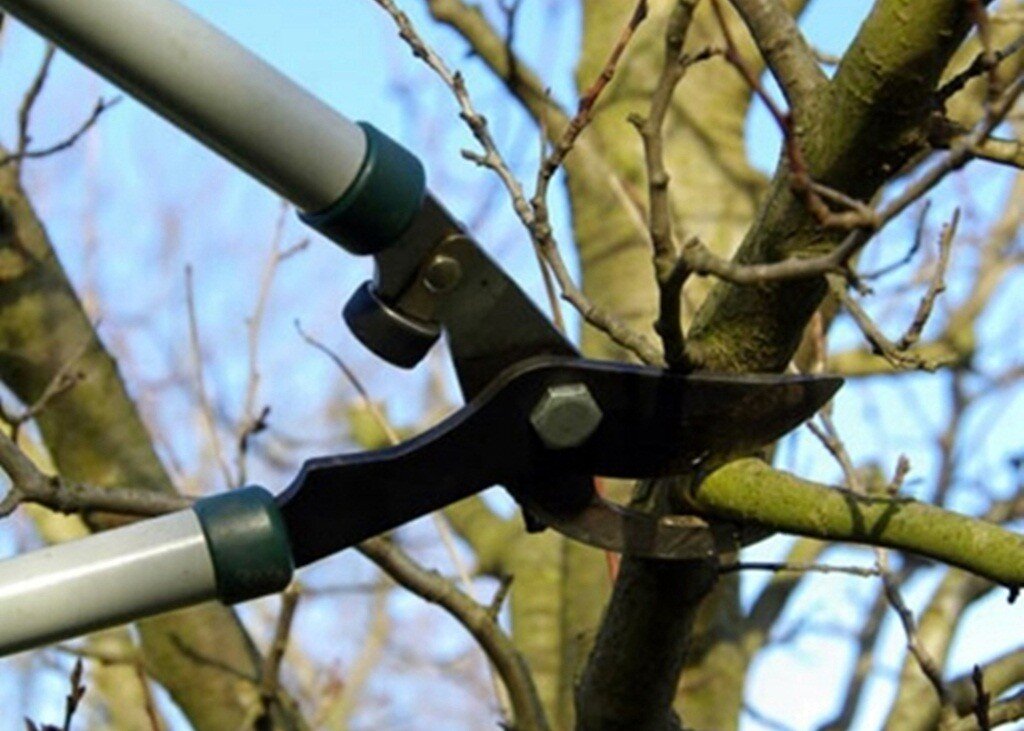 Правильно выбранный инструмент и срок обрезки — залог здоровья и красоты растения