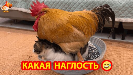 Старый Петух в гостях у Кота 🐓🐈‍⬛ Незваный гость пытается прилечь в лежаночку 😂