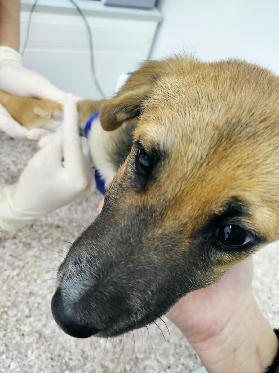 Приют для собак добро. Приют для бездомных животных в новосибирске. Приют доброта уфа. Благотворительность животным. Приют для собак в добрянке пермский край.