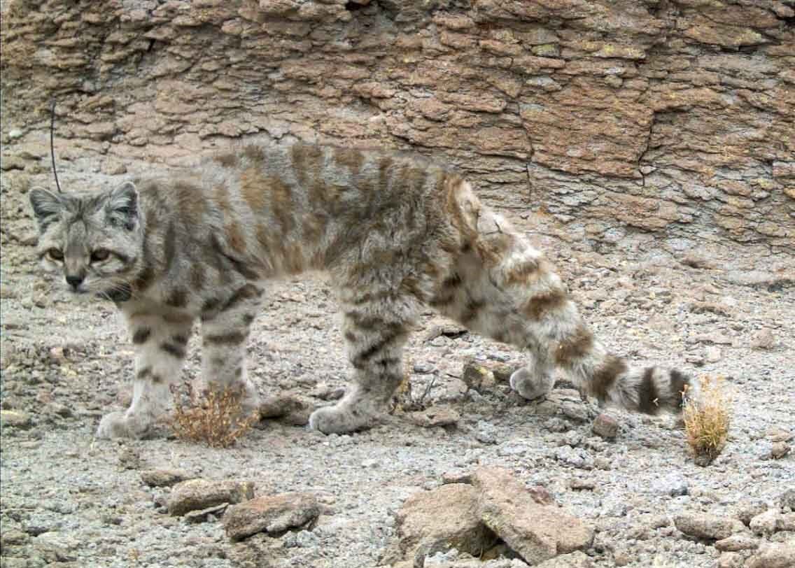 Андская кошка. Изображение из открытых источников