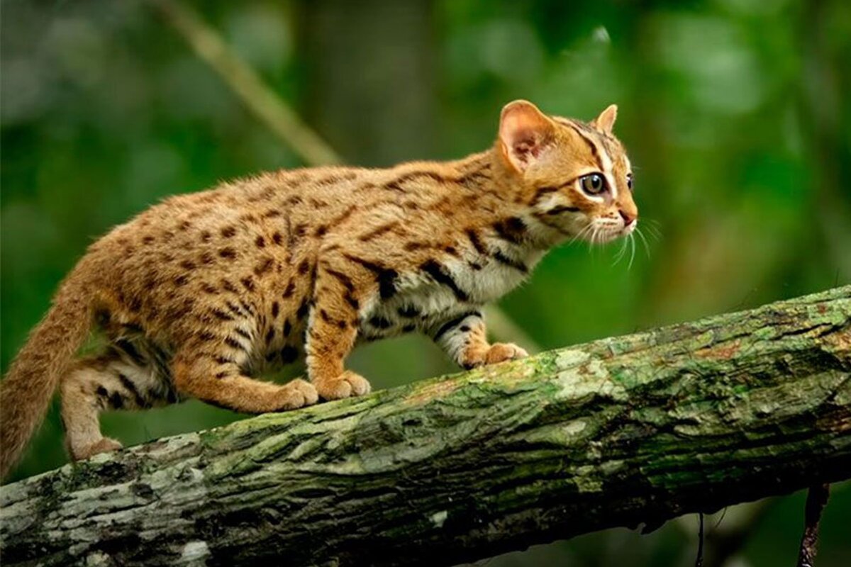 Ржавая, или пятнисто-рыжая кошка. Изображение из открытых источников