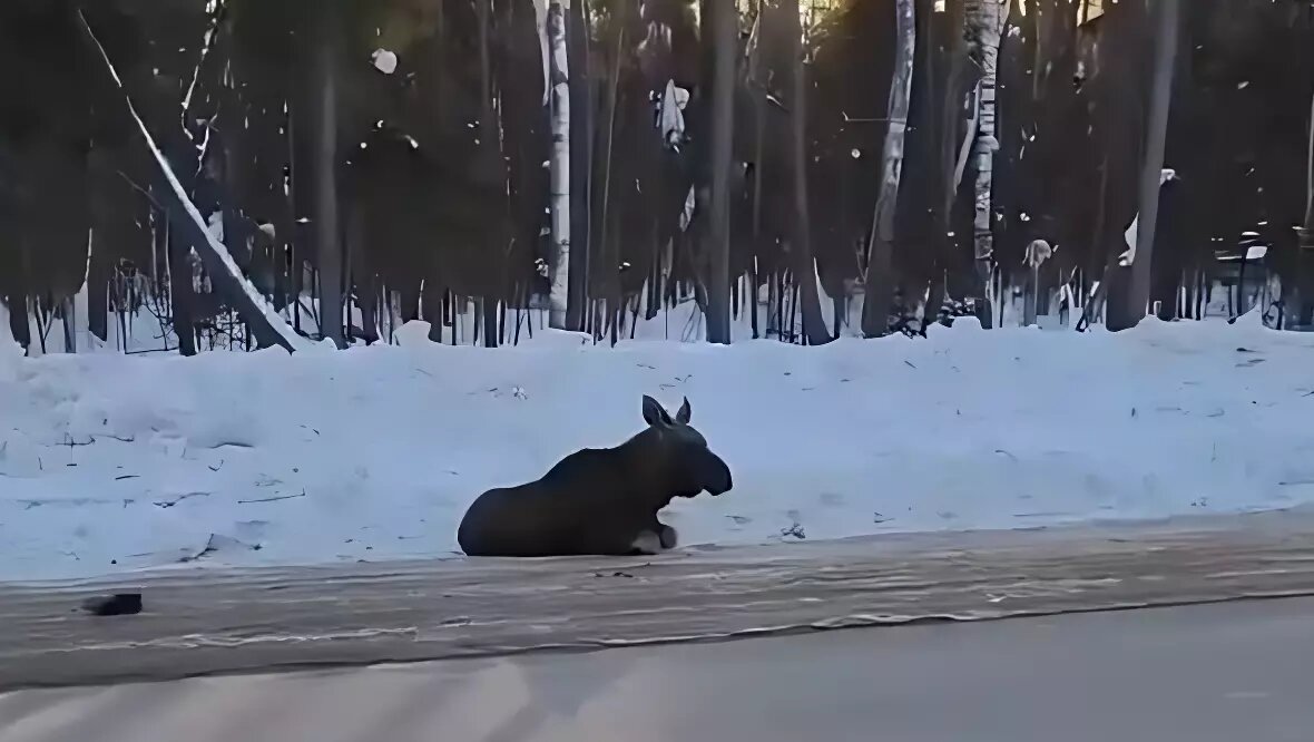     Лося сбили в ночь на 25 февраля на Якшур-Бодьинском тракте в Удмуртии. Травмированное лесное животное, лежащее на проезжей части, заметили очевидцы.