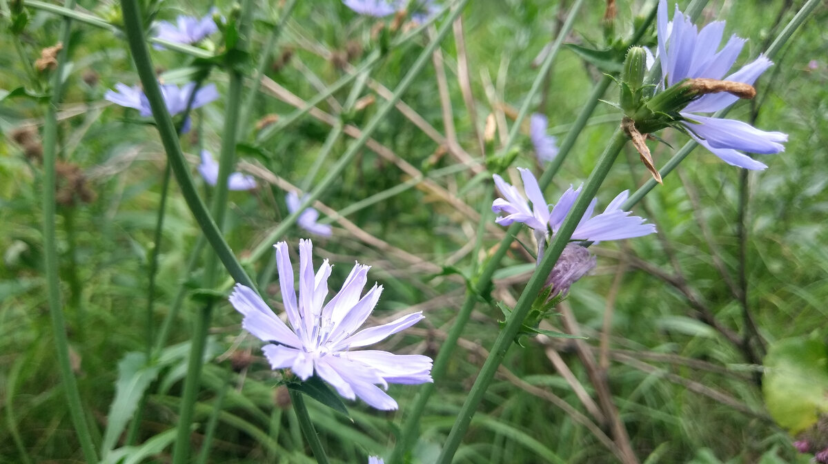 цветущий цикорий