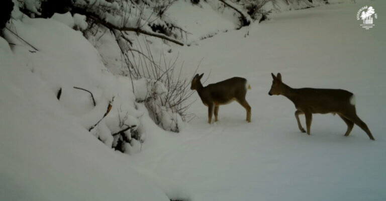    В кадры фотоловушки Бузулукского бора попал «разговор» двух косуль Андрей Севостьянов