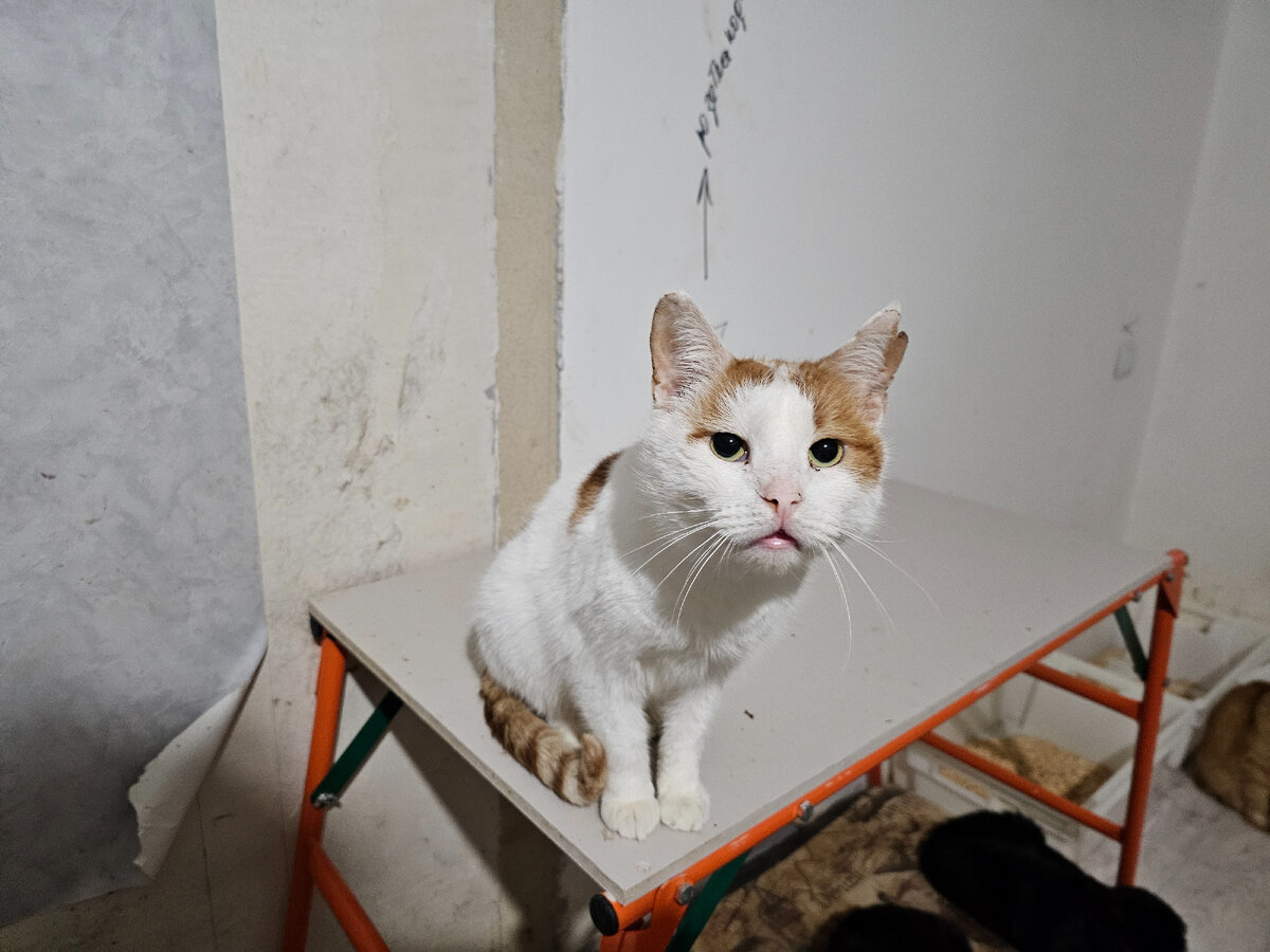 Боинг, побирался на вокзале с прокусом у хвоста