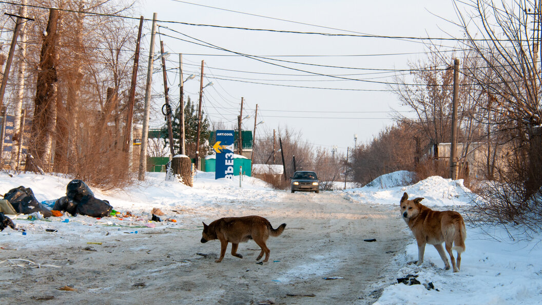    © Svetlana Vozmilova/Globallookpress