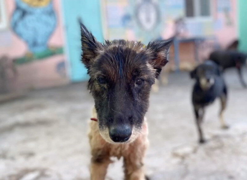    Фото: © Proyecto 4 Patas/globallookpress