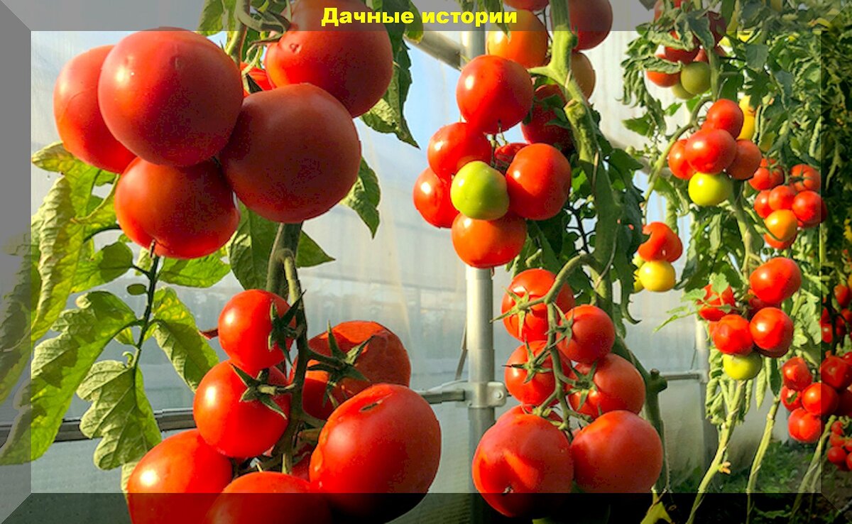 Томат черри высокорослый. Подвязывание помидоров в теплице из поликарбоната. Высокорослый томат гибрид. Куст томата. Томат благовест в теплице.