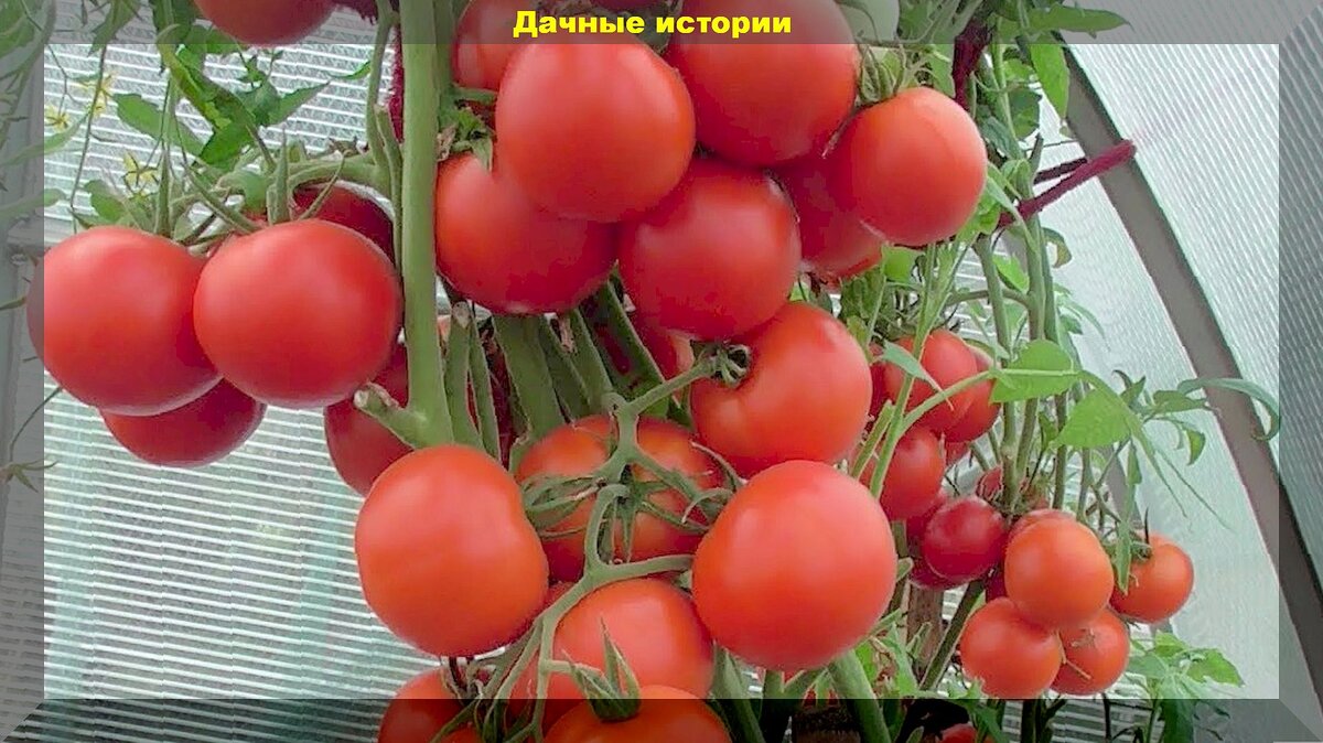 помидоры лучшие сорта для открытого грунта. томат сорт инкас. сорта помидор для краснодарского края. помидоры лучшие сорта для открытого грунта. помидоры лучшие сорта для открытого грунта.