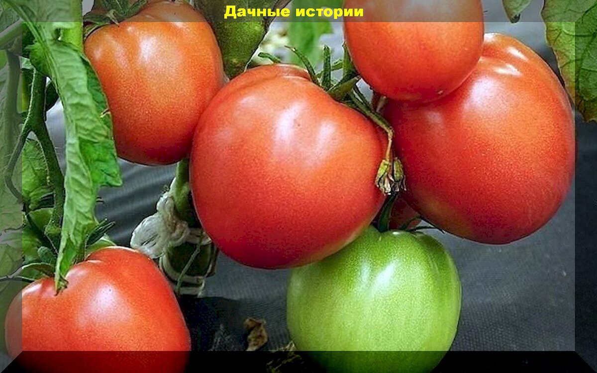 Сорт томатов клуша отзывы фото урожайность