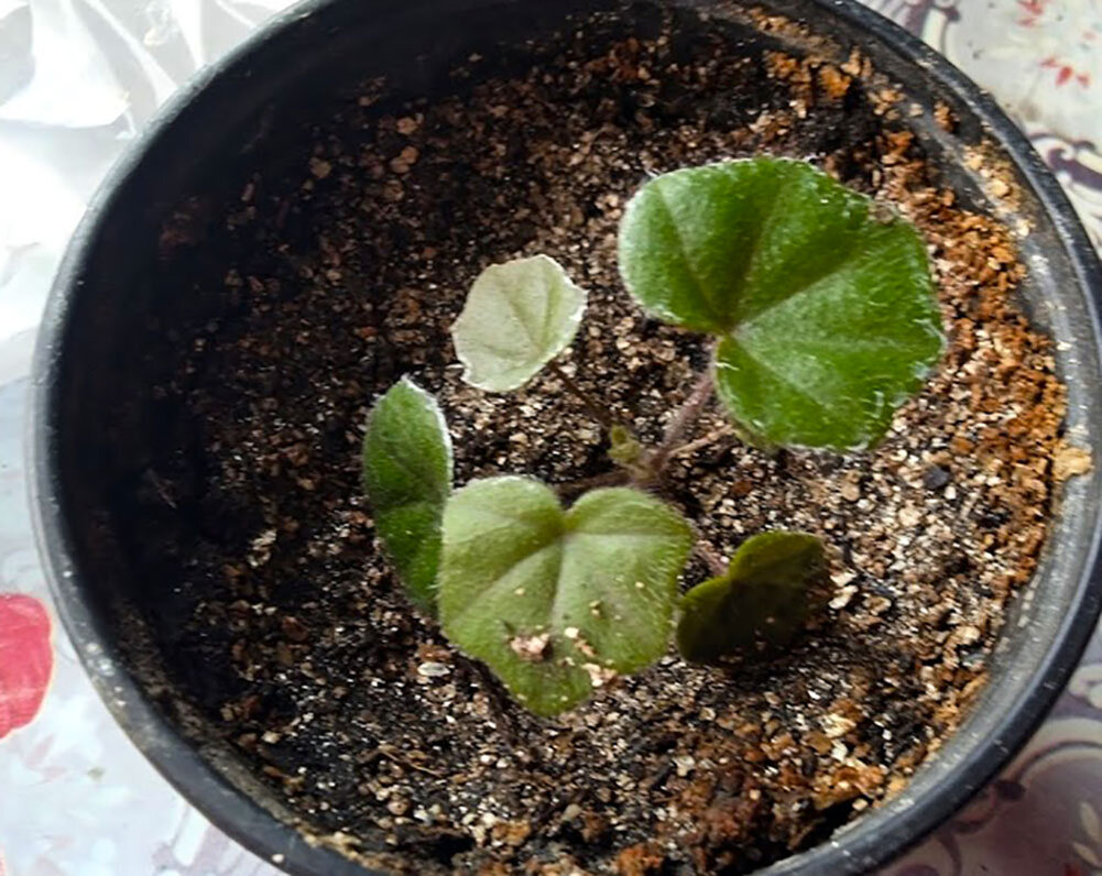 Из двух сортов плющелистной пеларгонии только один сеянец получила