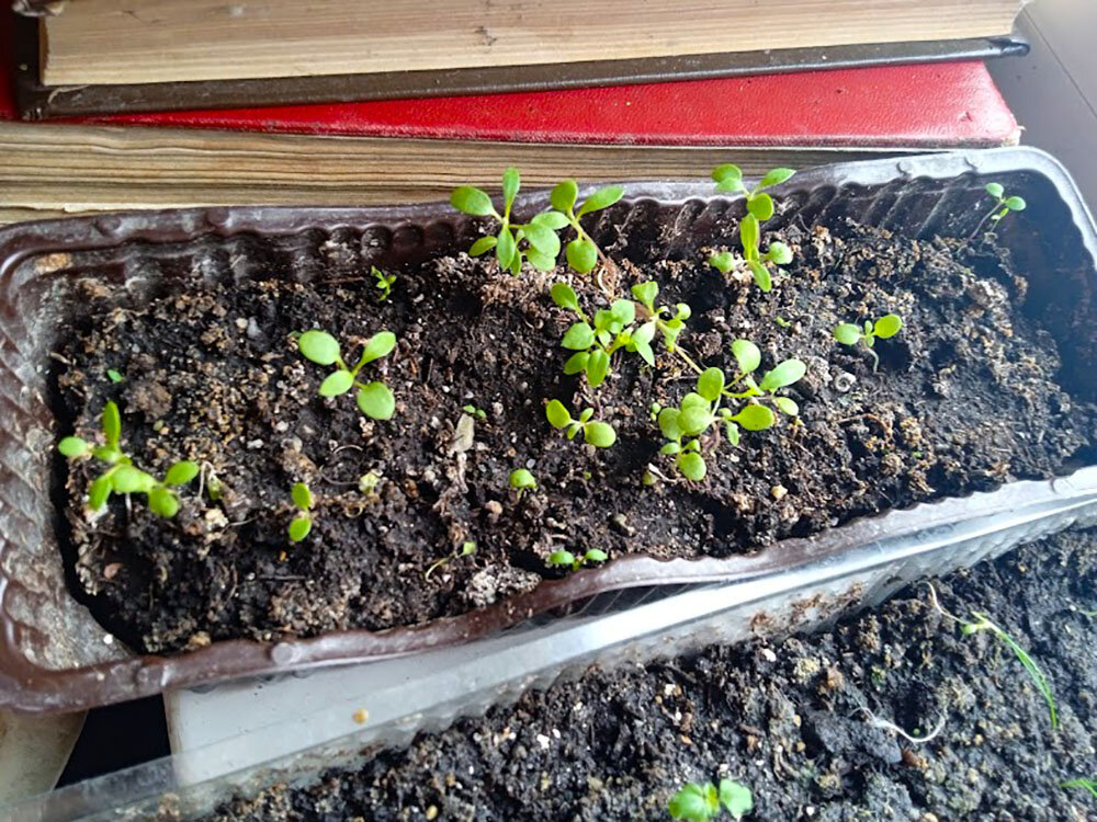 Вместо пропавшего алиссума посеяла лобулярию, дружные всходы