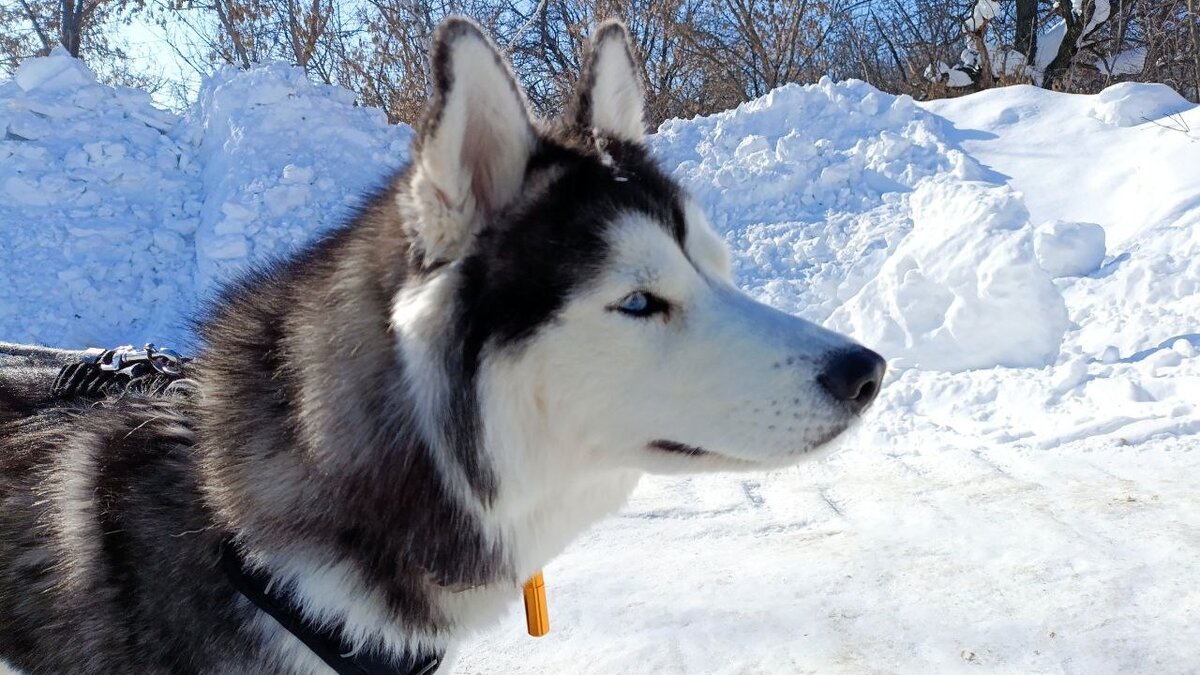Хаски по имени Мани
