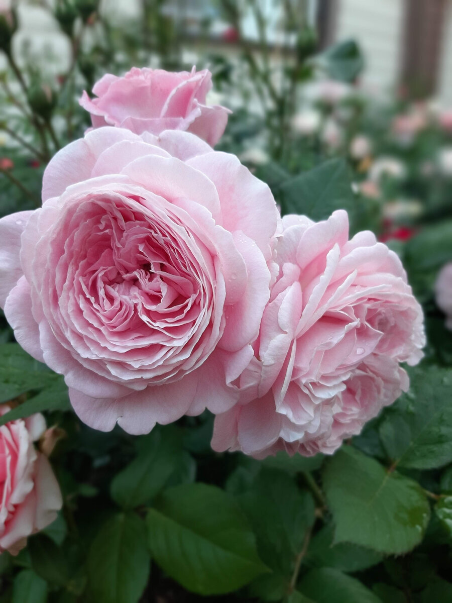 Adidas кроссовки женские розовые. Цикламен русский размер смесь. Розовый форум. Розовый форум. Адидас лоу банни.