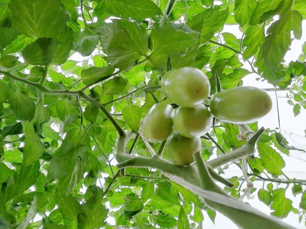 Даже правильно сформированные томаты, если сделать снимок снизу, напоминают тропическую растительность. По сути они ею и являются.