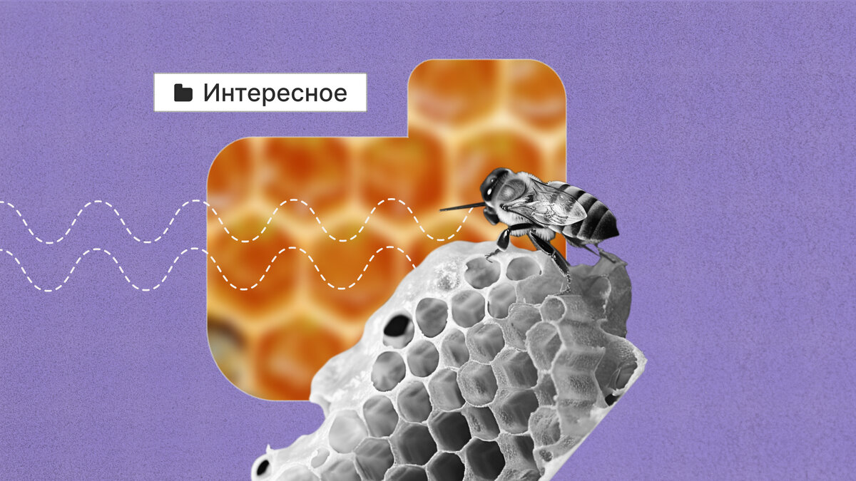 Какие есть жилища у животных?