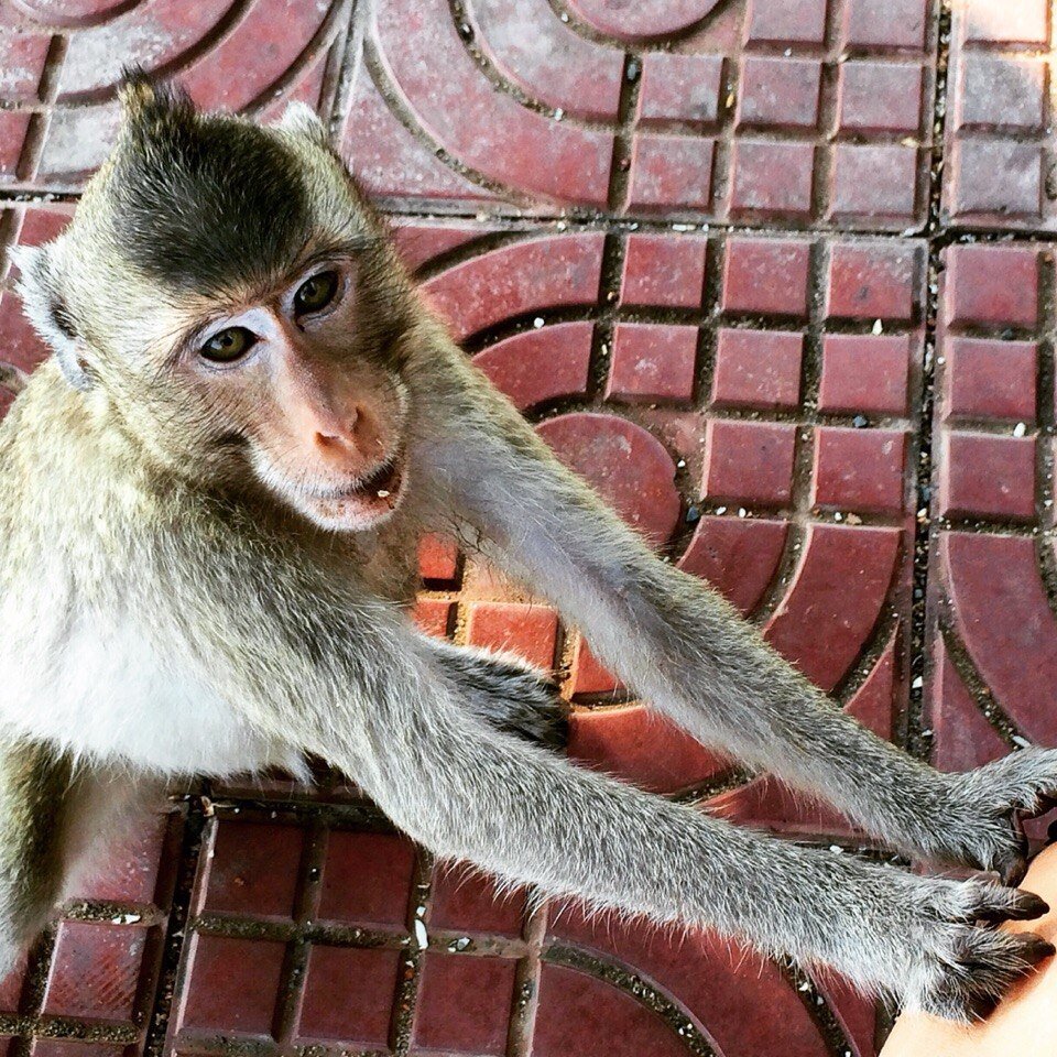 Дай мне банан!