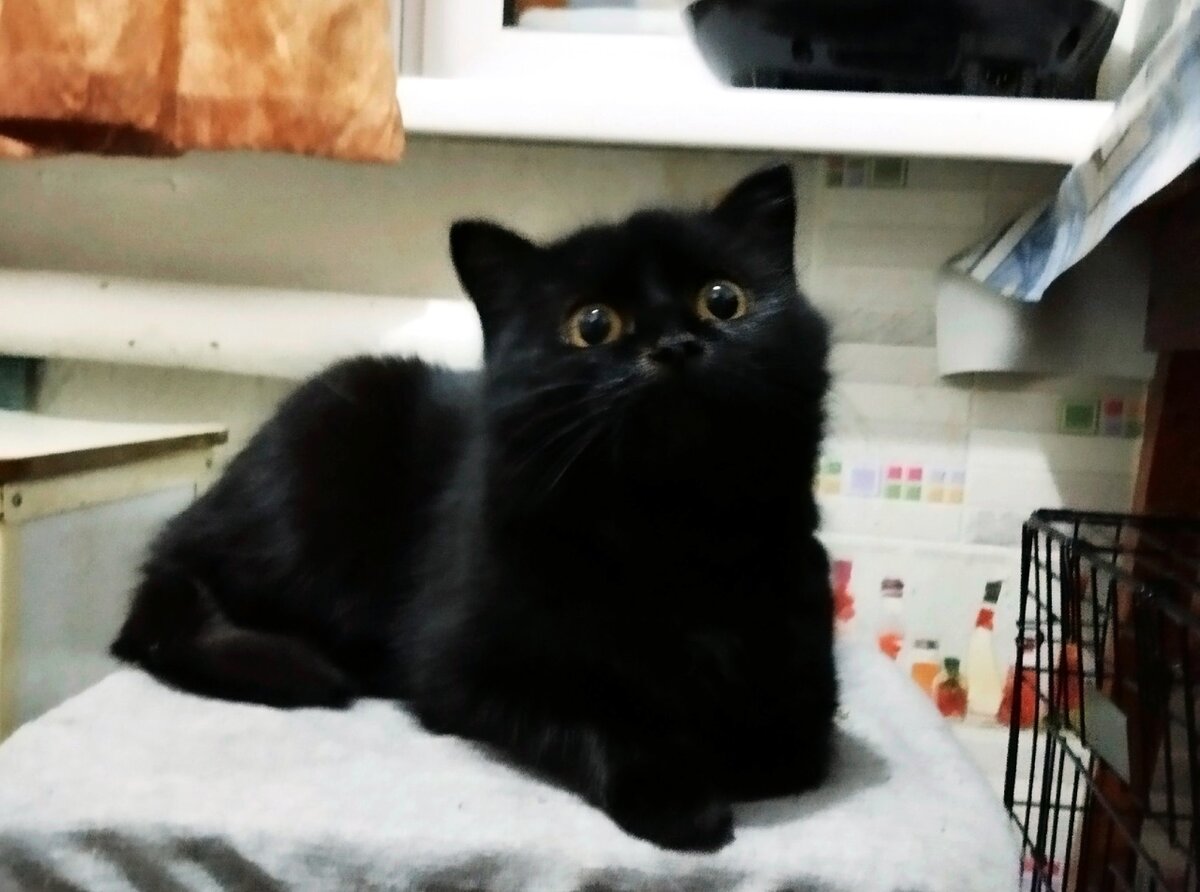 Мы очень рады, что эта трогательная кошечка сейчас в безопасности