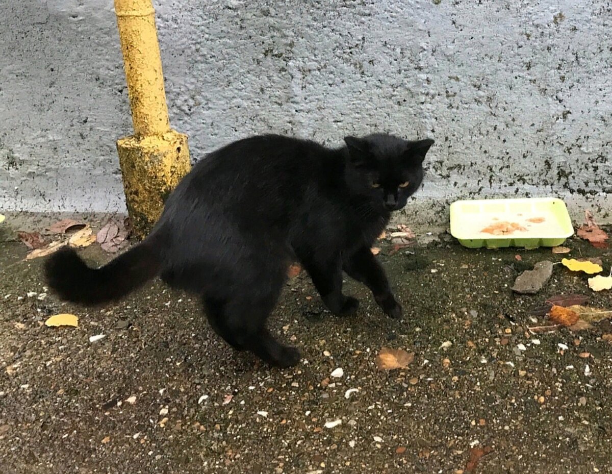 Теплотрасса стала домом для десятков отверженных питомцев. Плиты теплотрассы спасли Багиру от холода и ненастья.